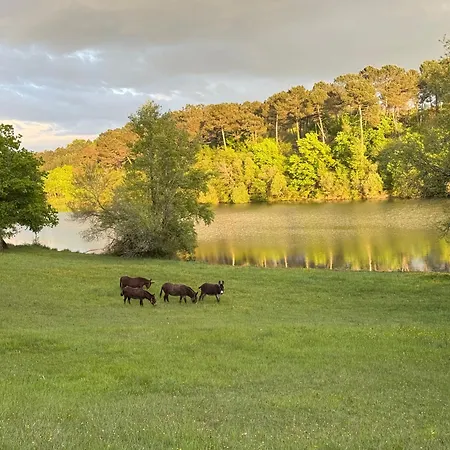 Libellule Romantique Pour Amoureux